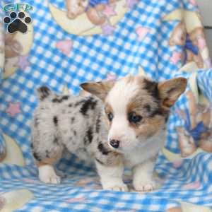 Pansy, Pembroke Welsh Corgi Puppy