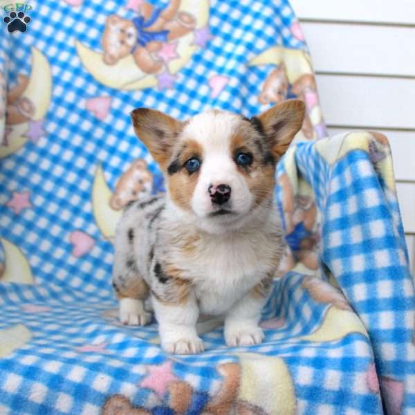 Pansy, Pembroke Welsh Corgi Puppy