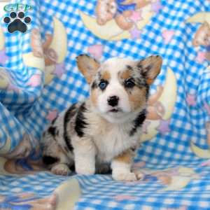 Polly, Pembroke Welsh Corgi Puppy