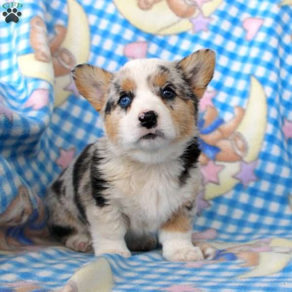 Polly, Pembroke Welsh Corgi Puppy