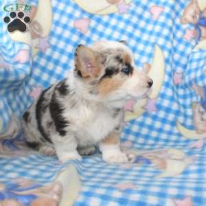 Polly, Pembroke Welsh Corgi Puppy