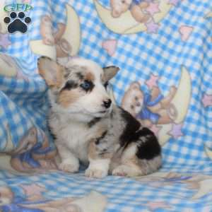 Polly, Pembroke Welsh Corgi Puppy