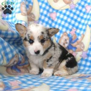 Polly, Pembroke Welsh Corgi Puppy