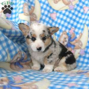 Polly, Pembroke Welsh Corgi Puppy