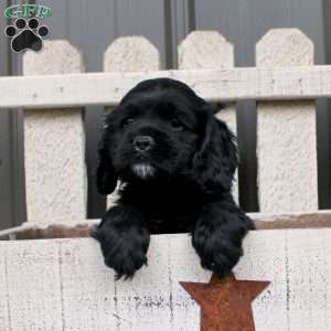Andy, Cocker Spaniel Puppy