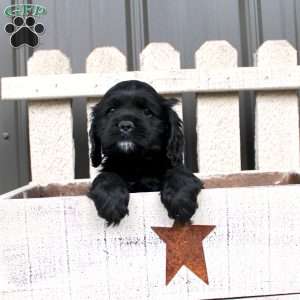 Andy, Cocker Spaniel Puppy