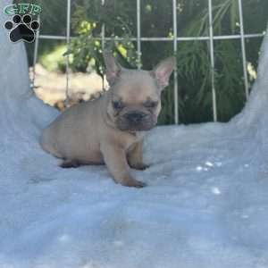 Gus, French Bulldog Puppy