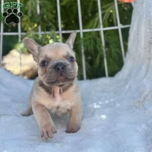 Gus, French Bulldog Puppy