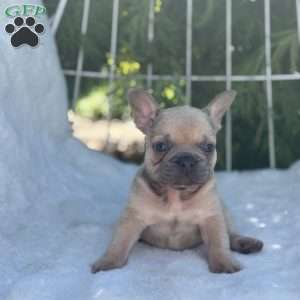 Gus, French Bulldog Puppy