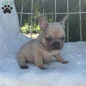 Gus, French Bulldog Puppy