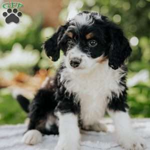 Luke, Mini Bernedoodle Puppy