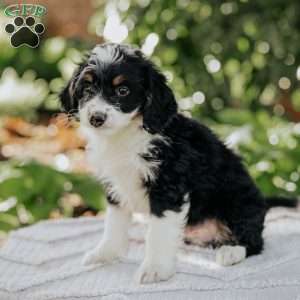 Luke, Mini Bernedoodle Puppy