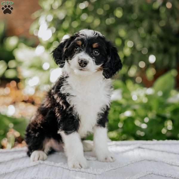 Luke, Mini Bernedoodle Puppy