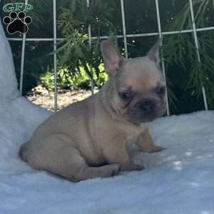 Gus, French Bulldog Puppy