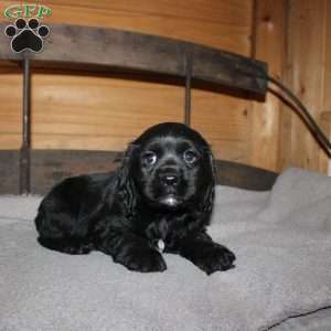 Ashley, Cocker Spaniel Puppy