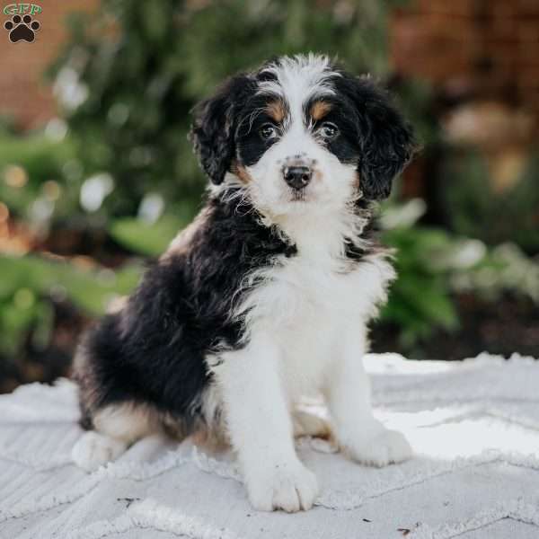 Mini, Mini Bernedoodle Puppy