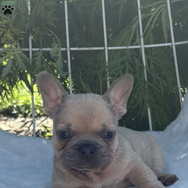 Gus, French Bulldog Puppy