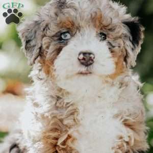 Melon, Mini Bernedoodle Puppy