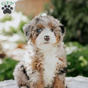 Melon, Mini Bernedoodle Puppy