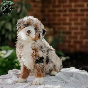 Melon, Mini Bernedoodle Puppy