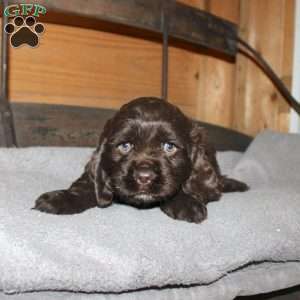Asher, Cocker Spaniel Puppy
