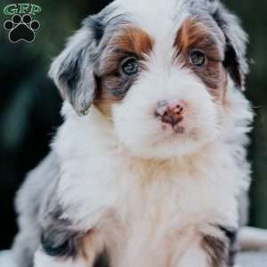 Paris, Mini Bernedoodle Puppy
