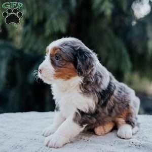 Paris, Mini Bernedoodle Puppy