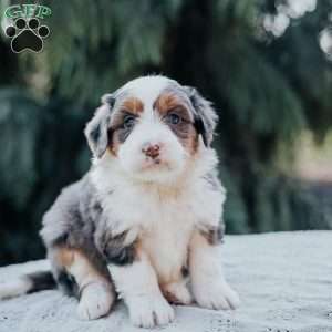 Paris, Mini Bernedoodle Puppy