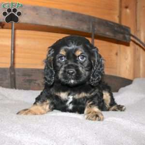 Atlas, Cocker Spaniel Puppy