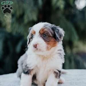 Paris, Mini Bernedoodle Puppy