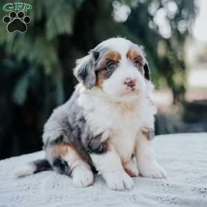 Paris, Mini Bernedoodle Puppy