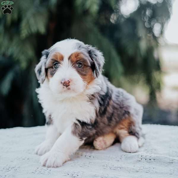 Paris, Mini Bernedoodle Puppy
