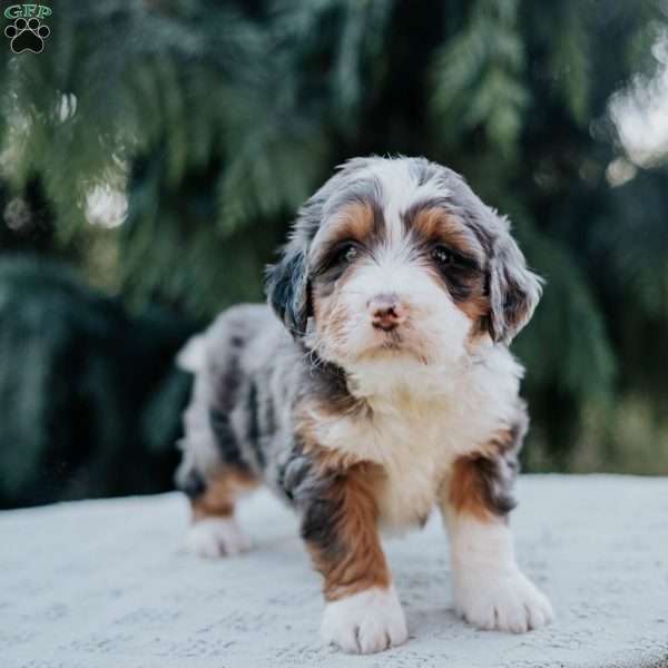 Penn, Mini Bernedoodle Puppy