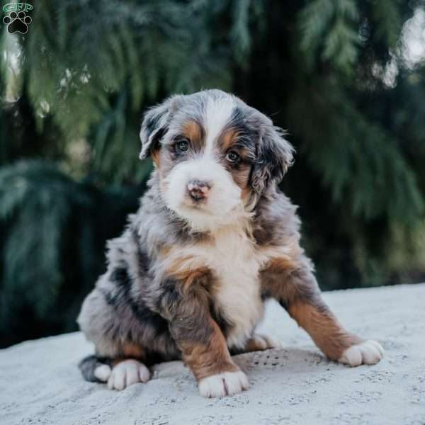 Patch, Mini Bernedoodle Puppy