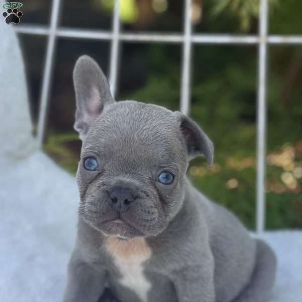 Grady, French Bulldog Puppy
