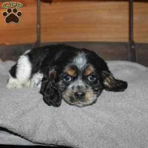 Annie, Cocker Spaniel Puppy