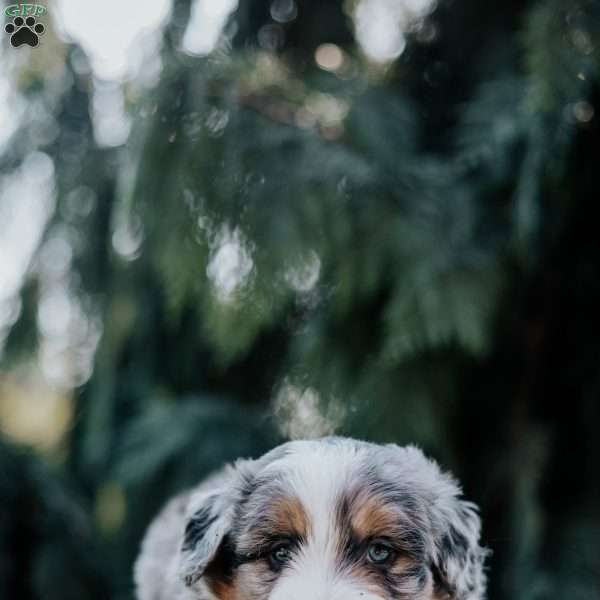 Pilot, Mini Bernedoodle Puppy