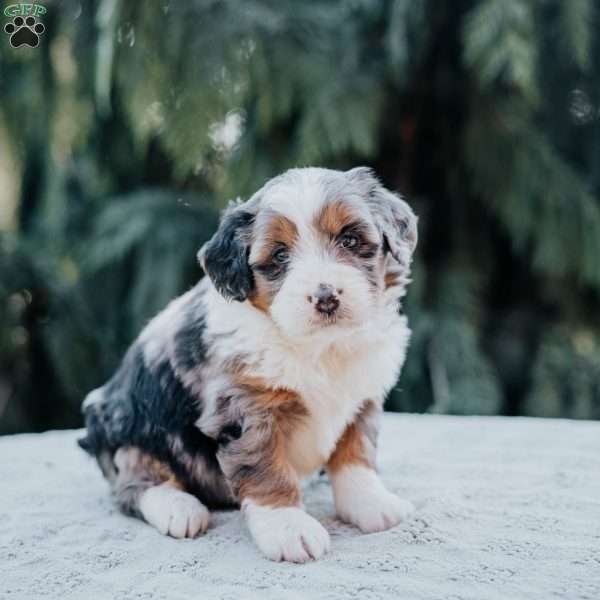 Penny, Mini Bernedoodle Puppy