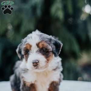 Poppy, Mini Bernedoodle Puppy