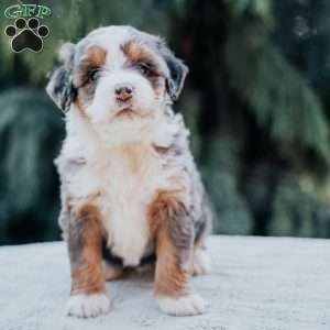 Poppy, Mini Bernedoodle Puppy