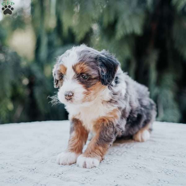 Poppy, Mini Bernedoodle Puppy