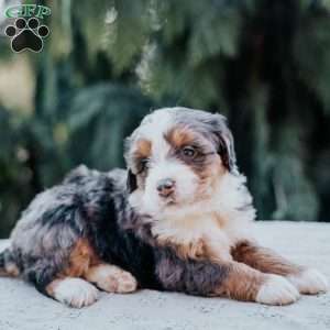 Poppy, Mini Bernedoodle Puppy