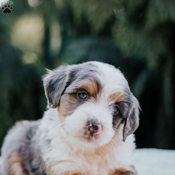 Pretzel, Mini Bernedoodle Puppy