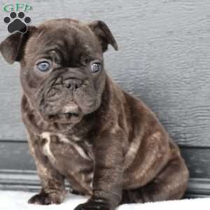 Reda, French Bulldog Puppy