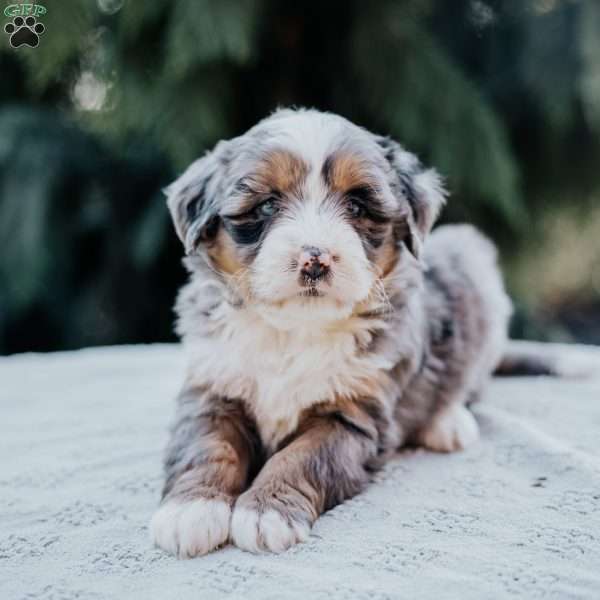 Princess, Mini Bernedoodle Puppy