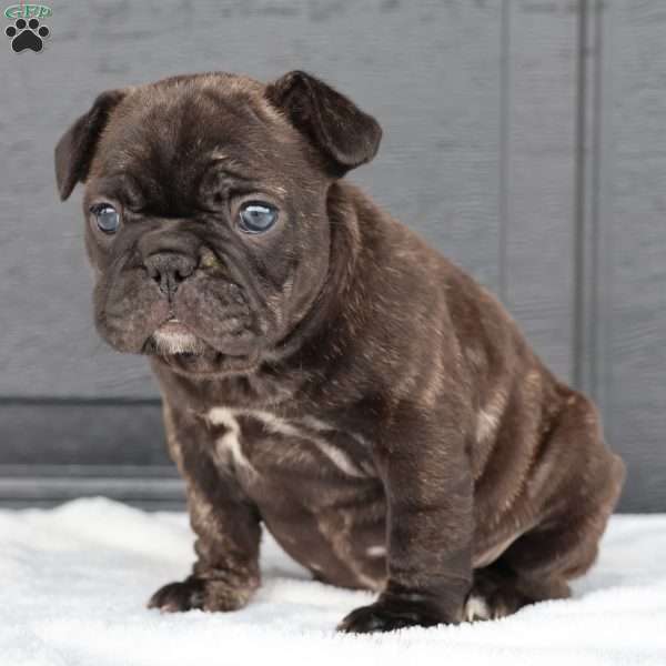 Reda, French Bulldog Puppy