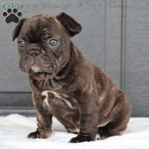 Reda, French Bulldog Puppy
