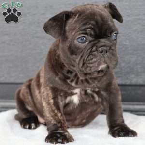 Reda, French Bulldog Puppy
