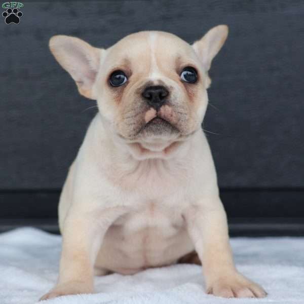 Reeba, French Bulldog Puppy