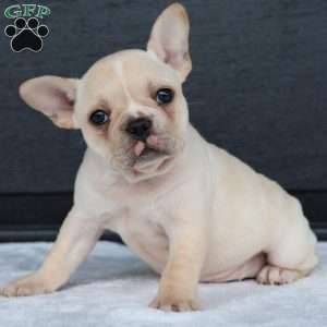 Reeba, French Bulldog Puppy